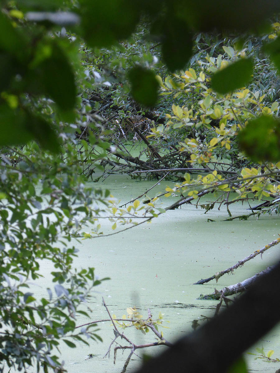 Etang du Gouy